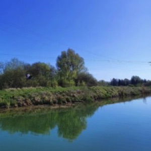 Le printemps dans les Ardennes 🌸 🐗.#ardennes